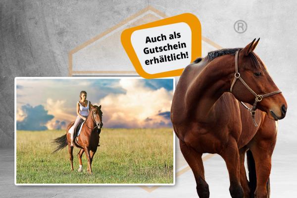 Onlinekurs Pferdewirt/-in {{Auch als Gutschein verfügbar !!}}